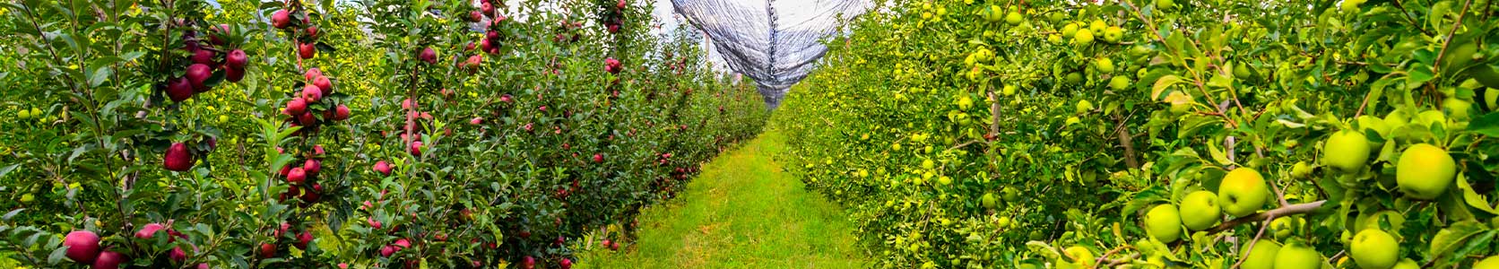 Mercados Grupo La Norteñita