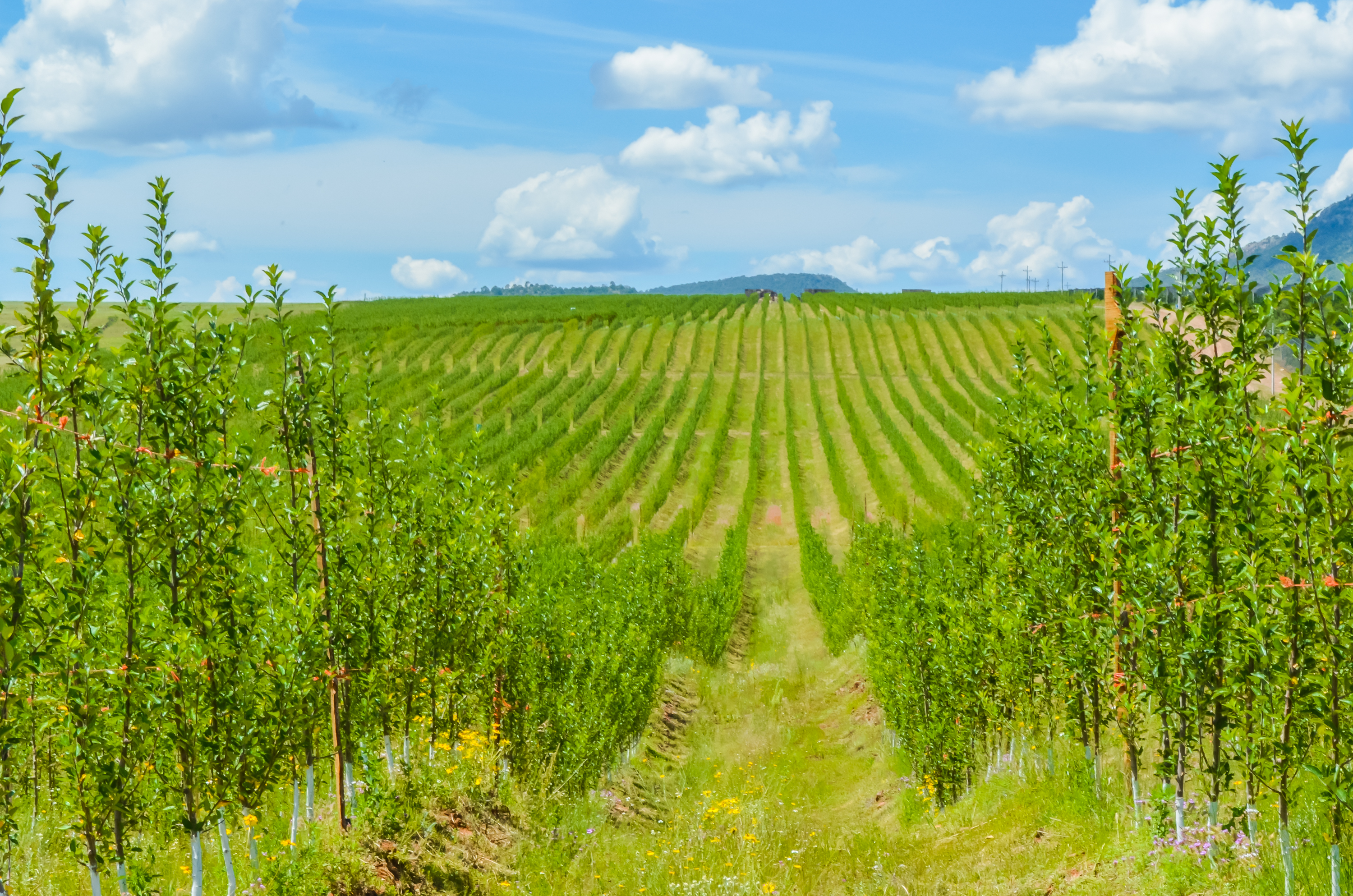 RSE Grupo La Norteñita 6