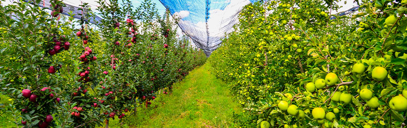 Grupo La Norteñita – Huertas