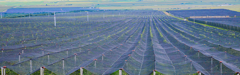 Grupo La Norteñita – Producción